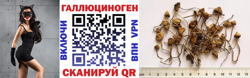 где купить наркоту  Шебекино  Галлюциногенные грибы Magic Shrooms 